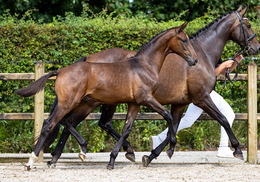 Dressage Youngstock For Sale